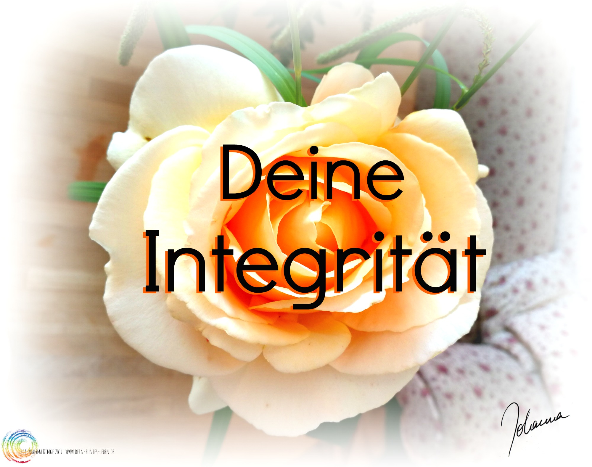 Foto einer zarten Rosenblüte mit Text: Deine Integrität . (c) Johanna Ringe 2017 www.dein-buntes-leben.de