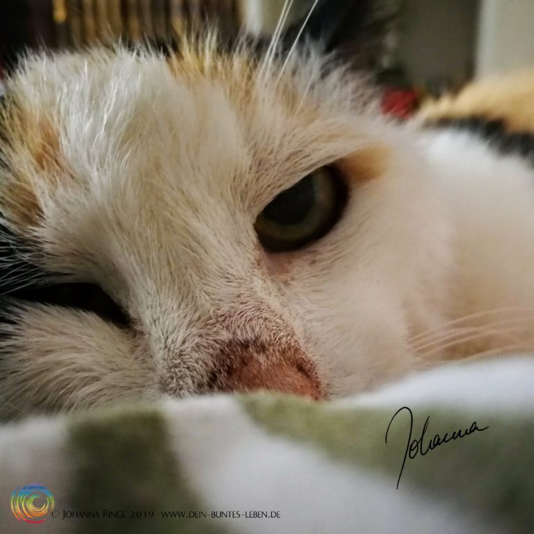 Meine Katze Fehlt Mir So Sehr Meine Katze fehlt mir. • Dein Buntes Leben