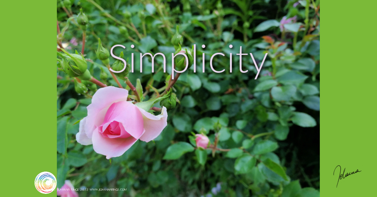 Simplicity: word on photo of a blossom in a rose bush. ©Johanna Ringe 2022 www.johannaringe.com