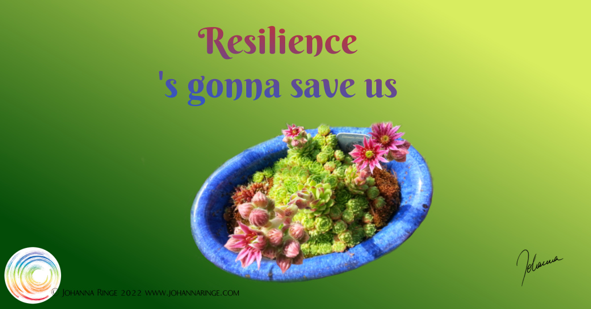 Resilience 's gonna save us (Text & foto of lush flowering sempervivum in a blue pot) ©Johanna Ringe 2022 www.johannaringe.com