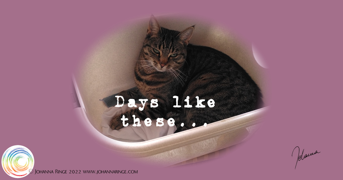 days like these (text on photo of a cat in the washing basket) ©Johanna Ringe 2022 www.johannaringe.com