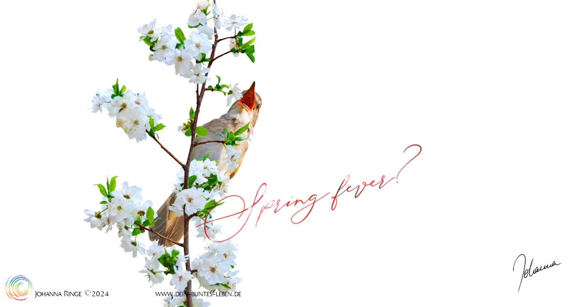 Spring fever? (Text on photo of a singing bird in a blooming cherry tree) ©Johanna Ringe 2024 www.johannaringe.com